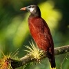 Vlhovec aztecky - Psarocolius montezuma - Montezuma Oropendola o4046
